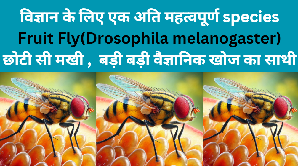 science: importance of fruit fly Drosophila melanogaster in science